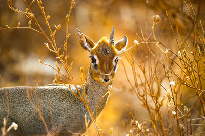 View of single horned deer