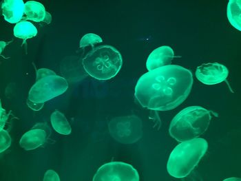 Close-up of jellyfish in sea