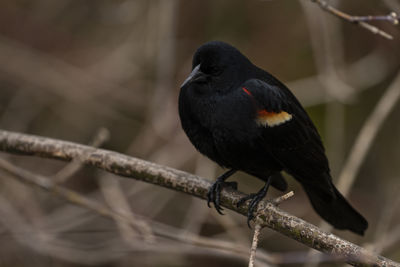 A male red-winged blackbird perched in a tree.