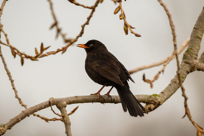 Low angle view of bird perching on branch