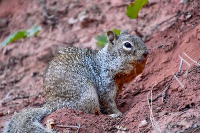 Squirrel in zion national park