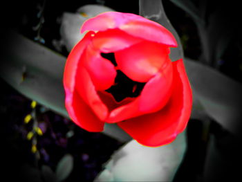 Close-up of red rose