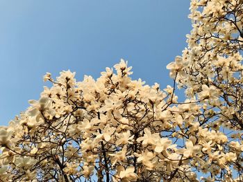 Low angle view of cherry blossoms against sky