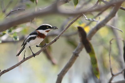 Close-up of bird perching on branch