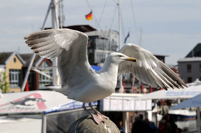 Seagull perching on a boat