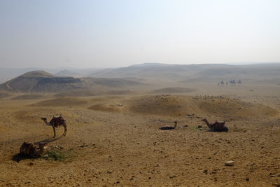 Scenic view of desert against clear sky