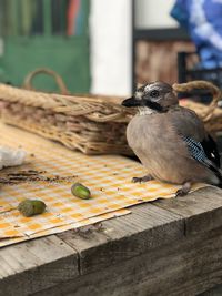 Close-up of bird perching on wooden table