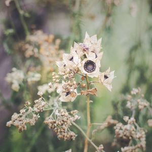 Close-up of dried flowers