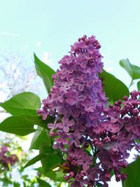 Close-up of pink flowering plant