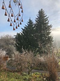 Trees growing on field against sky