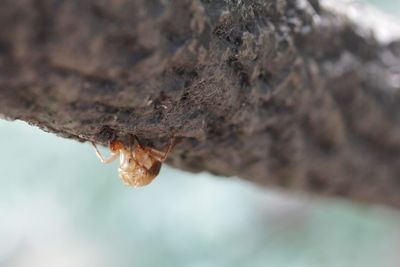 Close-up of snow on tree trunk during winter