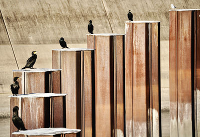 Pigeons perching on wall