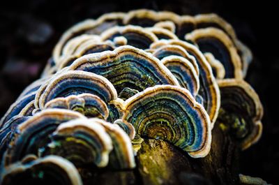 Close-up of mushrooms growing outdoors