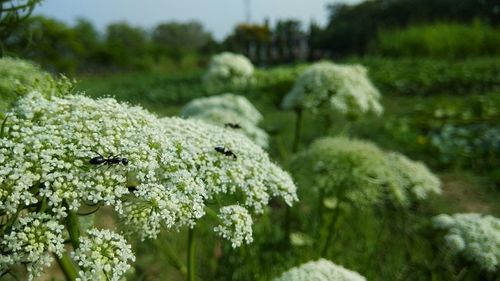 Close-up of white flowers in park