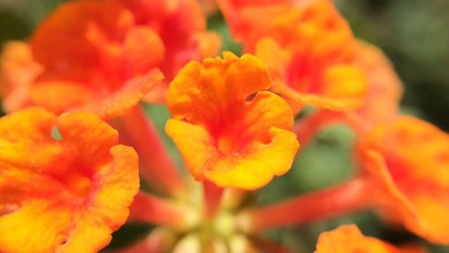 Close-up of yellow flower