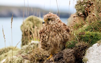 Close-up of bird perching on rock