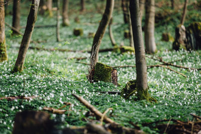 Moss growing on tree trunk in forest