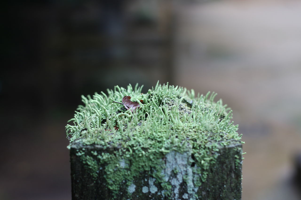 CLOSE-UP OF CACTUS PLANT GROWING ON STONE