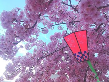 Low angle view of pink cherry blossoms against sky