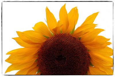 Close-up of sunflower blooming outdoors