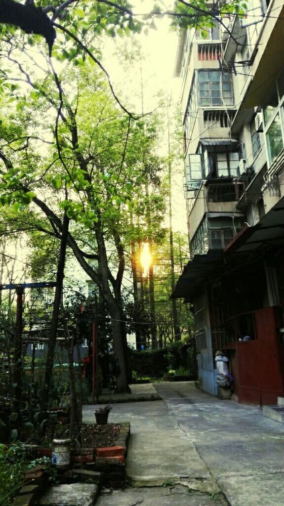 building exterior, architecture, built structure, tree, sunlight, residential structure, house, residential building, city, street, the way forward, street light, growth, building, outdoors, branch, no people, day, tree trunk, footpath