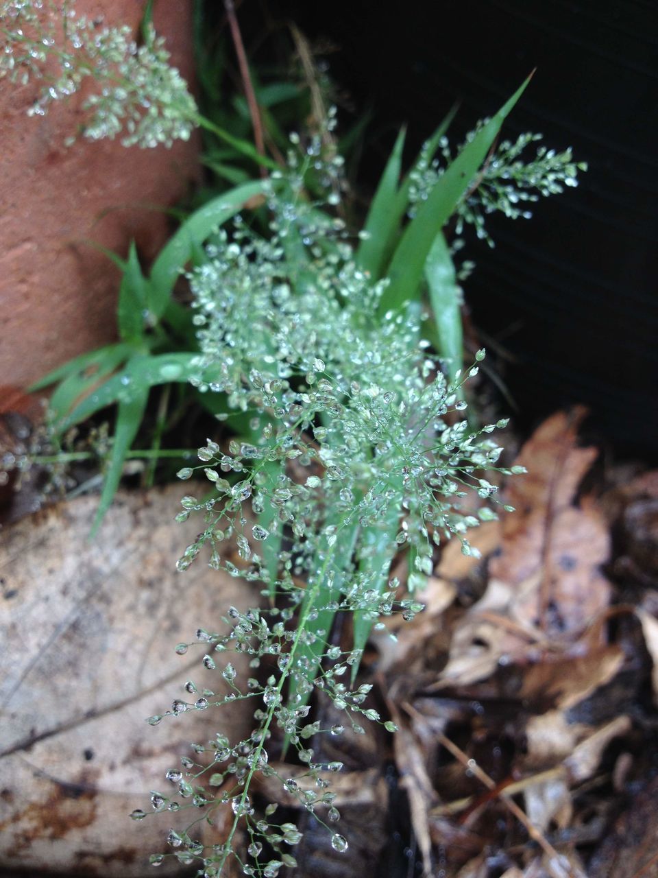 growth, plant, close-up, fragility, freshness, nature, flower, leaf, beauty in nature, high angle view, drop, wet, focus on foreground, growing, botany, selective focus, outdoors, green color, no people, day