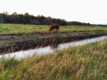 Horse in a field