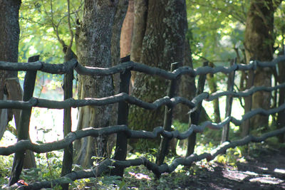 Trees in forest