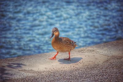 Bird on sand at beach