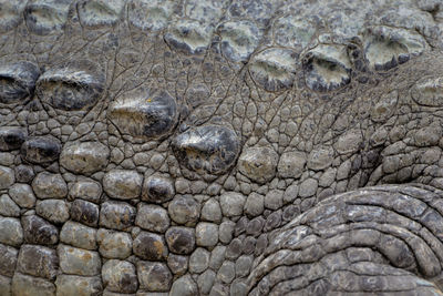 Full frame shot of crocodile pattern 