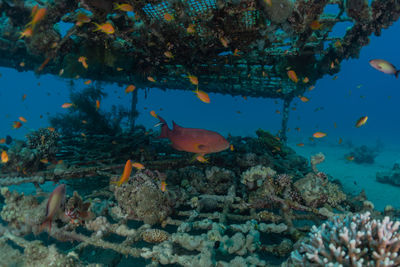 Fish swim in the red sea, colorful fish, eilat israel