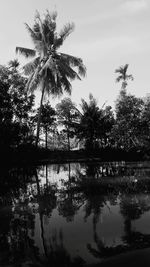 Palm trees by lake against sky