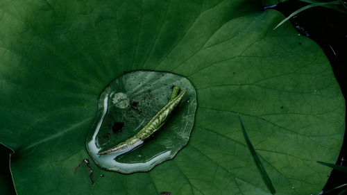 High angle view of green leaf