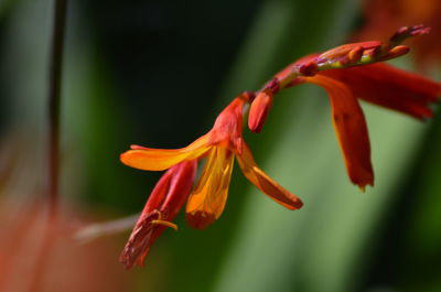 Close-up of red flower