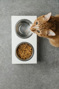 High angle view of cat on table