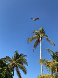 Ospreys journey 