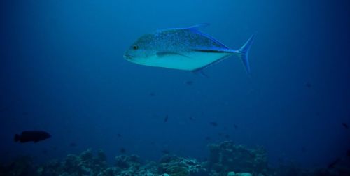 Fish swimming in sea