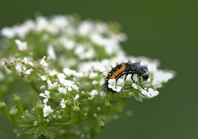 Close-up of insect on flower