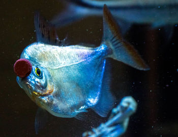 Close-up of fish swimming in sea