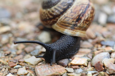 Close-up of snail