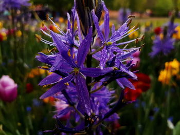 Close-up of purple flowering plant