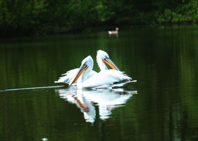 Swan on lake