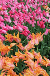 Close-up of flowers