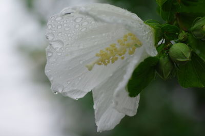 Close-up of raindrops on white rose