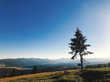 Scenic view of field against clear sky