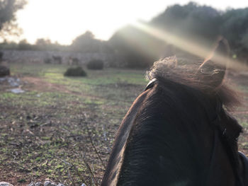 Close-up of a horse on field