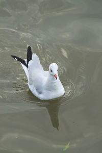 High angle view of swan swimming in lake