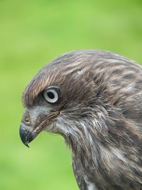 Close-up of owl