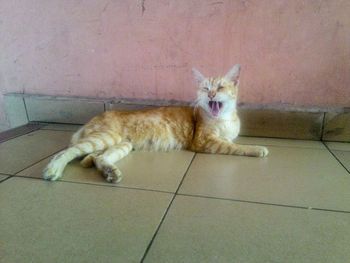 Portrait of cat resting