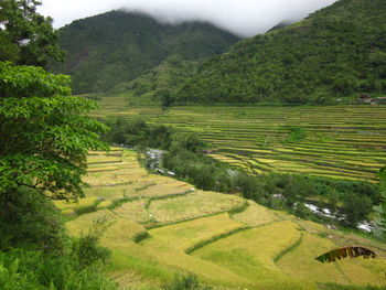 Scenic view of agricultural field